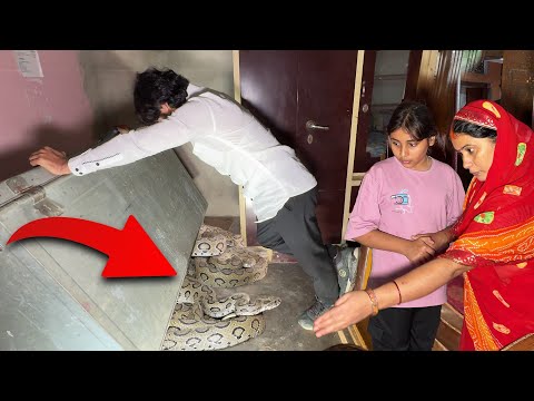 OMG अयोध्या जिले के एक ऐसे घर में जहाँ एक साथ, एशिया के 3-3 रसल वाइपर देखने को मिला, फिर क्या हुआ!😱😱