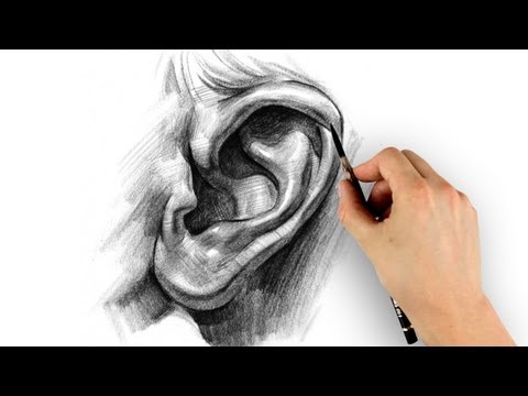耳の描き方 - ステップバイステップ (How to Draw Ears - Step by Step)