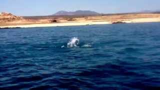 preview picture of video 'Manta ray jumping in Cabo San Lucas, Mexico after scuba diving.'