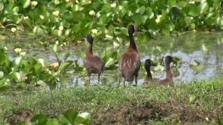 preview picture of video 'White-faced Whistling Duck ( Dendrocygna viduata)'