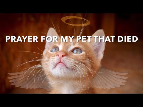 Praying for Our Beloved Pets Who Have Passed Away