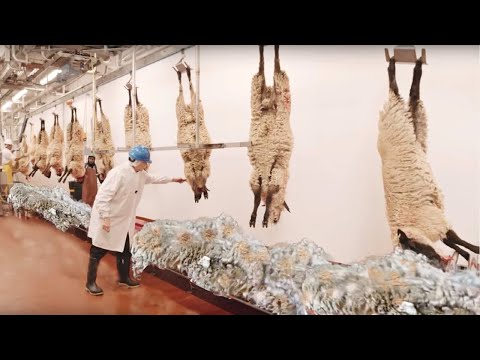 Part of a video titled Como se CONVIERTE la LANA de las OVEJAS en ROPA - YouTube