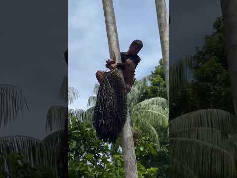 Açaí do Amazonas(E.precatoria) variedade Açu de Codajás, cacho grande!