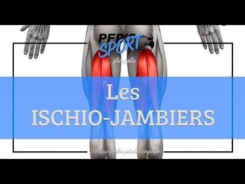 download lagu mp3 mp4 Insertion Ischio Jambier, download lagu Insertion Ischio Jambier gratis, unduh video klip Insertion Ischio Jambier