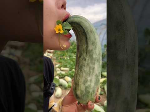 , title : 'Enjoy life eating sweet cucumber from farmers with harvesting cucumber from farmers #harvesting'