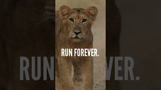 Life is jungle whatsapp status | Wild animals full screen whatsapp status | #shorts Life is jungle whatsapp status | Wild animals full screen whatsapp status | #shorts