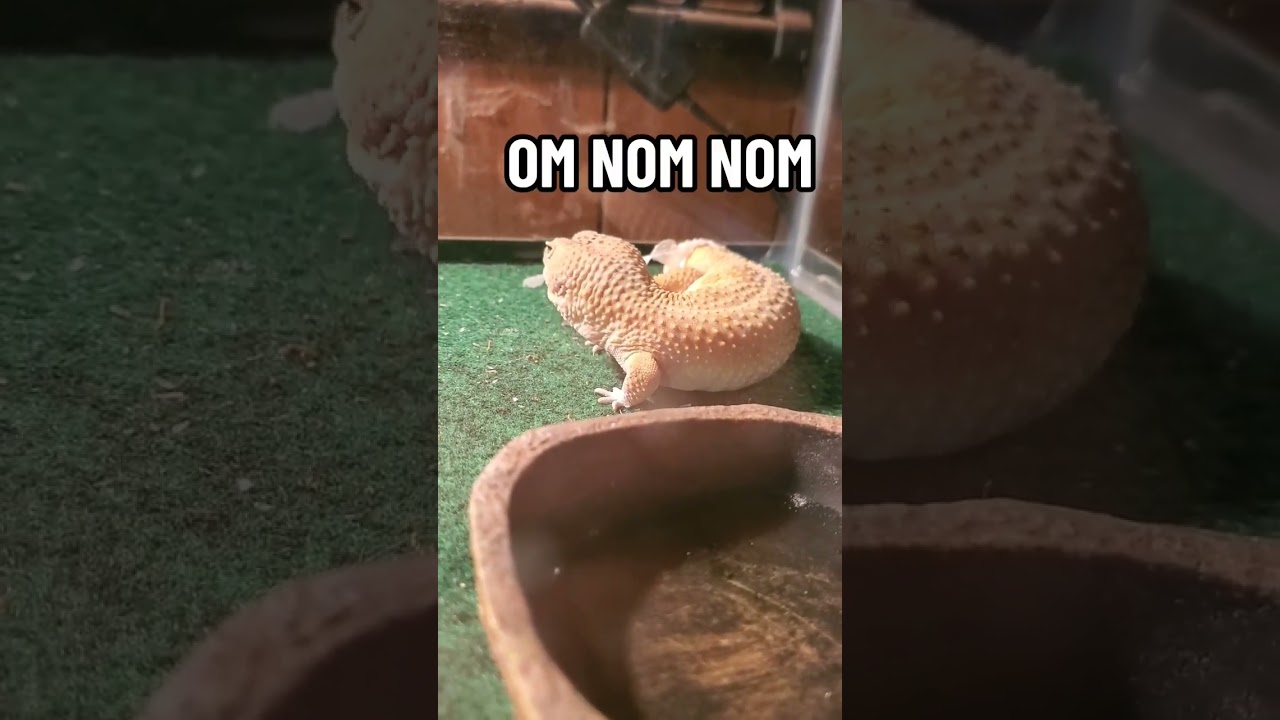 MEET SQUISH. #lizard #petlizard #GECK #HECKINGGECK #pet #reptile