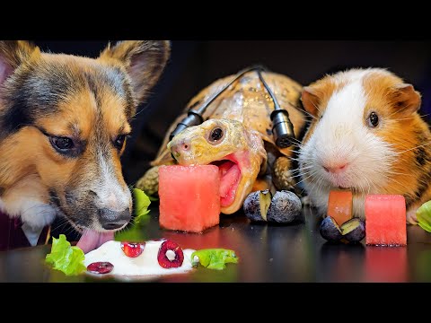 Dog Turtle Tortoise Guinea Pig ✨ ASMR Mukbang Eating Food