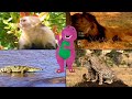 Barney S Island Tour The Land Of Make Believe Interactive Game