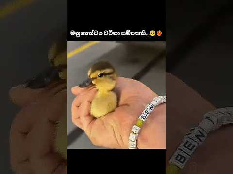 අනේ ෂෝයි පැටියෙක්❤️‍🔥🥺 #srilanka #viral