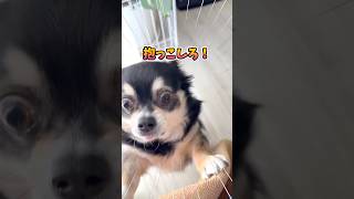 犬、モジモジ抱っこマン。  #犬との暮らし #chihuahua #dog #チワワ #癒し