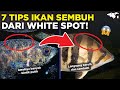 Cara Memberantas Whitespot Pada Ikan Hias