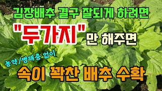김장배추 결구 잘되게 하려면 두가지만 해주면 병해충 없이 속이 꽉찬 배추 수확합니다 #배추농사