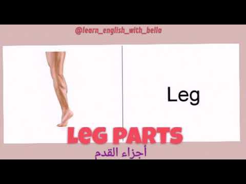اجزاء القدم بالانجليزي Parts of the foot in English