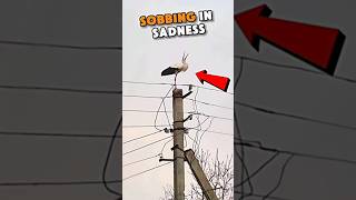 Download lagu Bangau Ini Menangis Saat Orang-Orang Merusak Sarangnya #trending #trendingshorts #hewan #burung mp3 Download lagu Bangau Ini Menangis Saat Orang-Orang Merusak Sarangnya #trending #trendingshorts #hewan #burung mp3