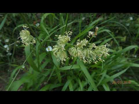 Dactylis glomerata, also known as cock's-foot, orchard grass, or cat grass
