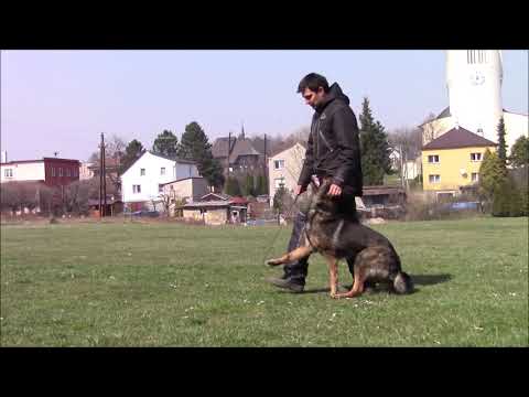 Romeo z Jukasu - obedience - 22 months