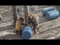 AMAZING WILD BLACK BEAR SOUNDS Compilation