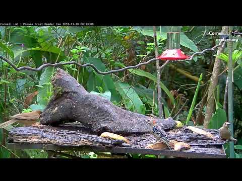 New Cam Species: Green Hermit on the Panama Fruit Feeder Cam at Canopy Lodge | Cornell Lab