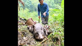 Robert discovered a wild sow give birth to 12 piglets. short video. Green forest life