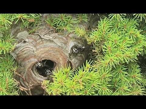 Bald-Faced Hornets Nest Expertly Hidden in...