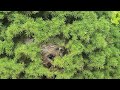 Bald-Faced Hornets Nest Expertly Hidden in the Bush in Millstone, NJ
