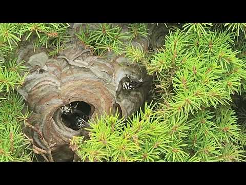 Bald-Faced Hornets Nest Expertly Hidden in the Bush in Millstone, NJ