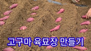 고구마 육묘장,모종 만들었어요~호박고구마,밤고구마~