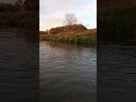 Kent Listens Well. #oregon #fishing #catch #creek #fish #bass #pnw #water