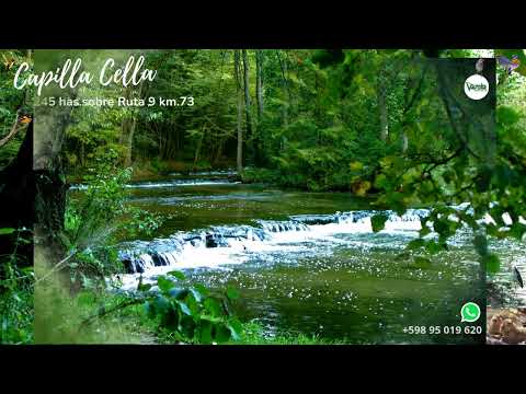 Excepcional predio Multifunción, 245 has.en el km.73 de la Ruta 9, zona de Capilla Cella-Canelones