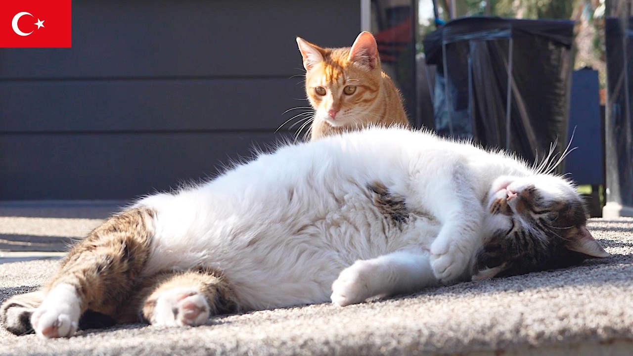 モチモチ猫を見つめる子猫。イスタンブール猫動画【4K】