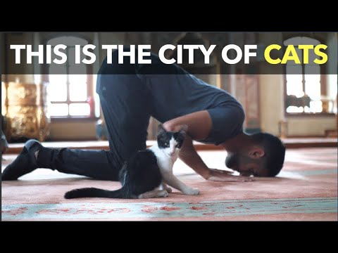 This Is The City Of Cats (This Is The City Of Cats)