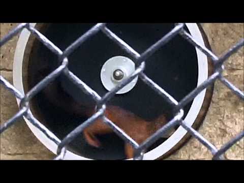 Mr Squirrel enjoys the spinning wheel while Mrs Squirrel eats (YTO 134)