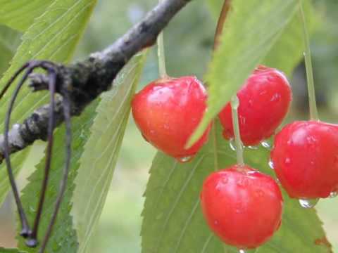 A écouter en préparant Crumble Pumpkin Pie and Nuts