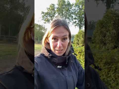 Zijn alle Welsh pony’s zo?😂