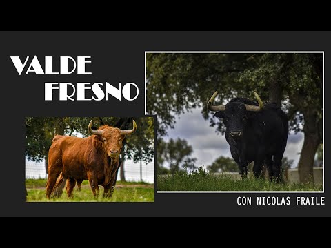 REPORTAJE | VALDEFRESNO