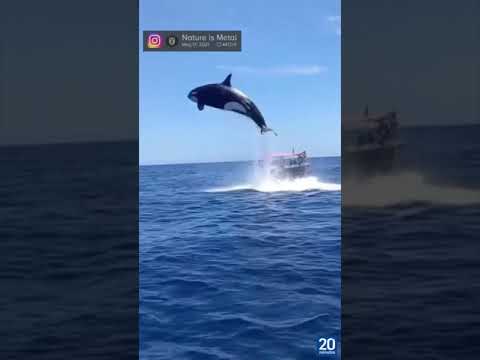 Una orca impacta contra un delfín en pleno salto