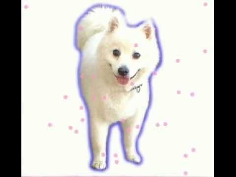 Fuku Me (cute dog)