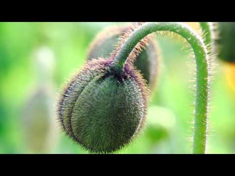 Blütenzauber und wilde Orchideen