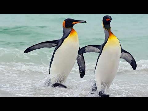 Top 50 curiozitati despre PINGUINI