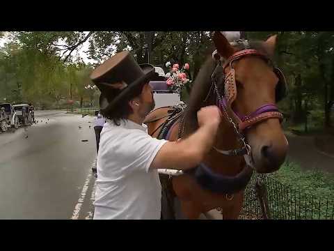 NYC Council passes law to phase out horse-drawn carriages ...