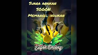Download lagu Suara anakan Sogon memanggil indukan || Ampuh untuk pikat !!! mp3