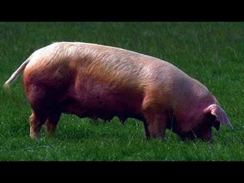 COMO CASTRAR LECHONES