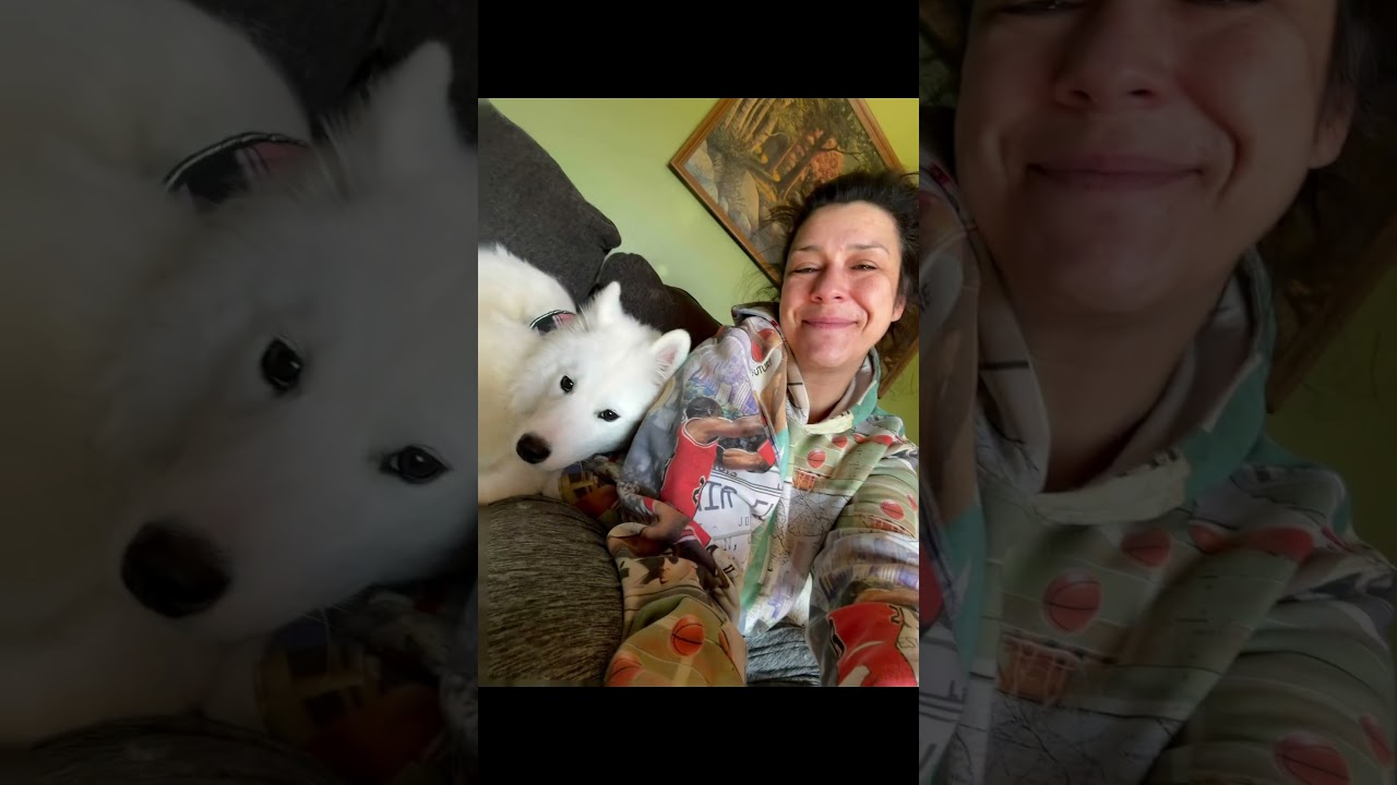 Shakka, a ADOPTABLE Samoyed in Maple Glen, PA video 6/6