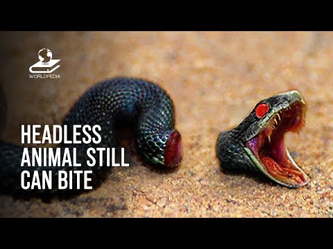 10 Times Headless Animals Still Moving And Biting
