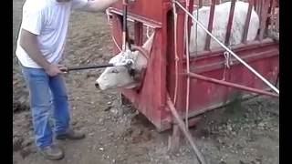 How to Clip horns off cattle