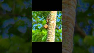 Download lagu tupai ganteng🤣🤣🤣#sniper mp3