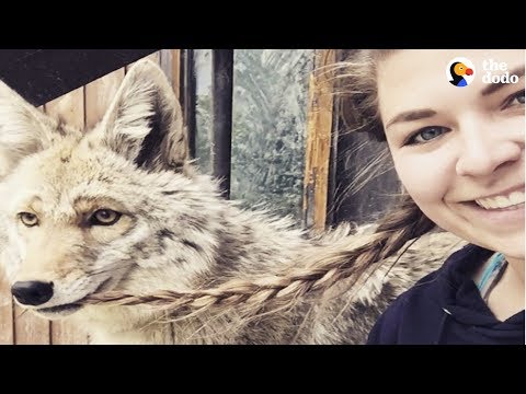 Rescued Wolf Dogs Find Perfect Home at Wolfdog Sanctuary | The Dodo