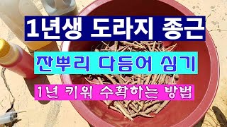 [텃밭농부 1,839]  도라지 1년생 종근을 구입하여 파종하는 방법. #도라지재배