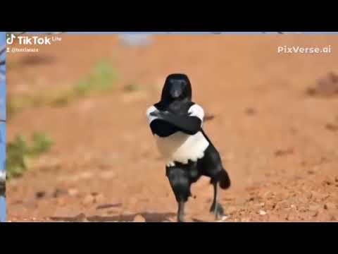 Imbata yagiye kurahura yambaye bot🔥🔥🔥🔥🤣